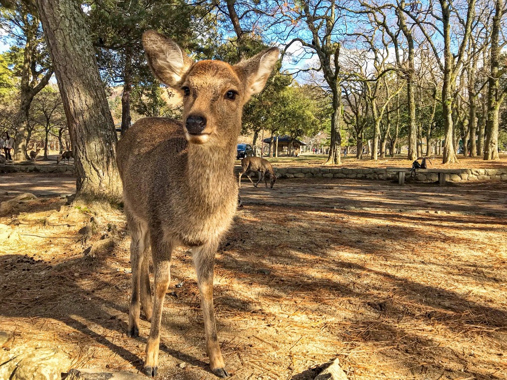 奈良公園の鹿は恐ろカワイイ