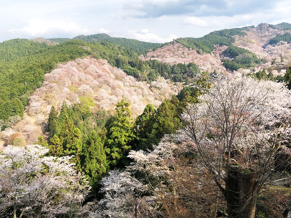 奈良といえば。吉野桜！