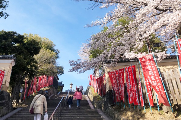 春です。奈良公園の桜が満開です！