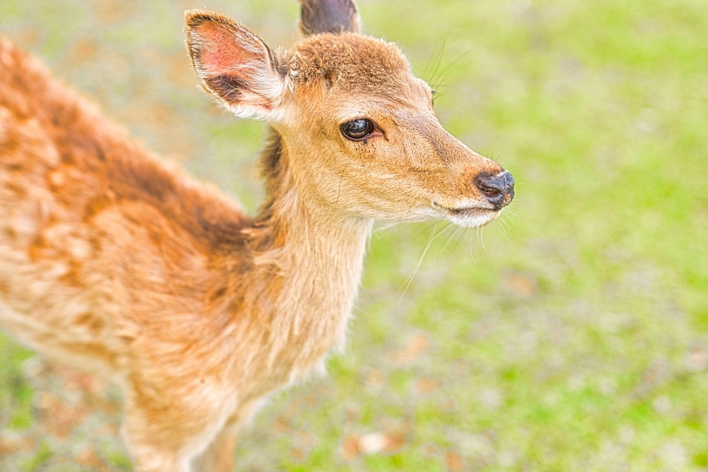 奈良公園の鹿は恐ろカワイイ